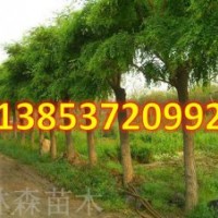 國槐樹苗價格