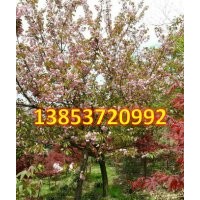 櫻花樹 中國櫻花樹 速生櫻花紅楓