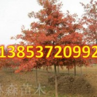 美國紅楓樹