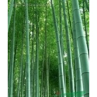 綠化喬木 毛竹 南竹