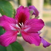 供應(yīng)羊蹄甲 羊蹄甲樹(shù)苗 大葉榕樹(shù)苗 紫荊樹(shù)苗 黃槐樹(shù)苗
