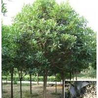 供應(yīng)天竺桂 天竺桂樹(shù)苗 菩提榕樹(shù)苗 菩提樹(shù) 榕樹(shù)
