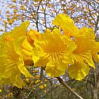 供應(yīng)風(fēng)鈴木 黃<紅>花風(fēng)鈴木 桃花芯樹苗 鴨腳木 桉樹苗