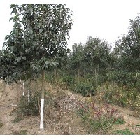 大量供應(yīng)大葉女貞，價(jià)低貨好