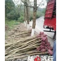重慶馳騰騰地處理藍(lán)花楹3-10公分