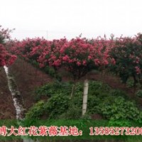 供應(yīng)紅花紫薇、紅火箭紫薇、紫薇小苗、江蘇紫薇基