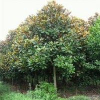 常年供應(yīng)8公分廣玉蘭價(jià)格，9公分13公分廣玉蘭價(jià)格 廣玉蘭價(jià)格