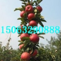 矮化中間砧，m9t337自根砧，矮化m26中間砧批發(fā)