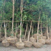 處理6公分桂花，專賣6公分桂花