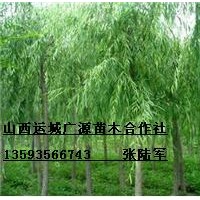 7、8公分垂柳金絲柳漳河柳竹柳