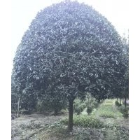 精品朱砂桂優(yōu)價(jià)出售