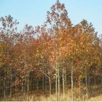 10公分楓香價格，12公分楓香價格，15公分楓香價格 楓香基地
