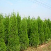 蜀儈1米蜀儈1.5米蜀儈2米蜀儈山西蜀儈價格