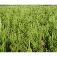 龍柏價格 湯泉龍柏價格 1.5米龍柏價格 2米龍柏價格