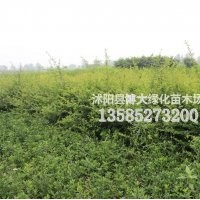 火棘苗價格，火棘苗批發(fā)價格，火棘基地【量大價低】