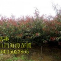 山西苗圃碧桃白花碧桃紅花碧桃1公分碧桃2公分碧桃價格