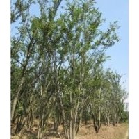 供應(yīng)25公分叢生樸樹價格 28公分叢生樸樹價格 樸樹基地