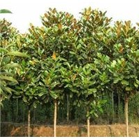 廣玉蘭 ，廣玉蘭苗，大廣玉蘭供應(yīng)直徑3-5-6-8-10-12-15公分