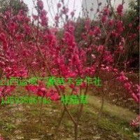 2、3公分紅葉碧桃榆葉梅大量低價出售