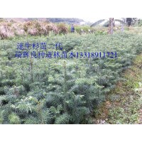 杉苗最新批發(fā)價格 組培速生杉苗供應(yīng)商