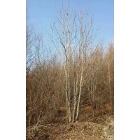 出售工程苗木、造林用苗青白仟,云杉,水曲柳