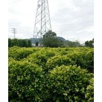供應(yīng)紅花紫荊，小葉欖仁、黃槐、藍(lán)花楹、鳳凰木