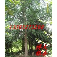 供應(yīng)8-20公分銀杏價(jià)格報(bào)價(jià)，銀杏樹批發(fā)直銷，銀杏基地