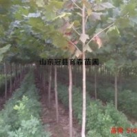 供應(yīng)3-8公分桃樹，梨樹，蘋果，山楂，葡萄，柿子，石榴
