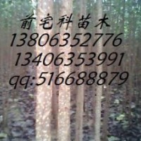 楊樹(shù)苗