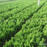 金葉女貞、紅葉小檗、龍柏球、蜀檜球、金邊黃楊