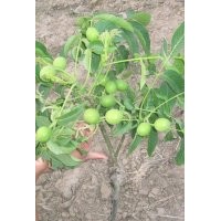 3公分核桃苗價(jià)格＿6公分核桃樹(shù)苗