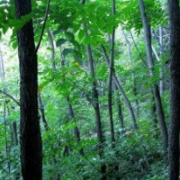 供應(yīng)6-40公分漆樹、山漆樹，野漆樹