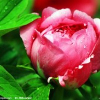 鈣果苗，菊花苗，牡丹苗