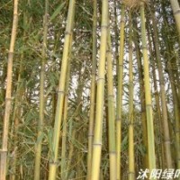 黃金竹