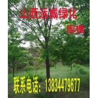 供應核桃苗