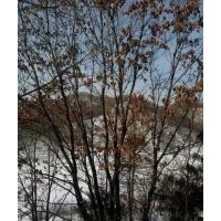優(yōu)質(zhì)叢生蒙古櫟批發(fā)/采購(gòu) 