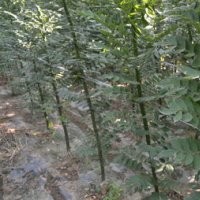 2、3公分速生國槐大量低價(jià)出售