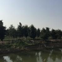 羅漢松