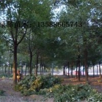 供應(yīng)浙江香樟、香樟小苗、大型金華香樟銷售