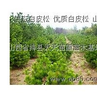 出售1米白皮松，1.5米白皮松，山西白皮松價格