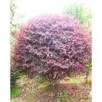 紅繼木球