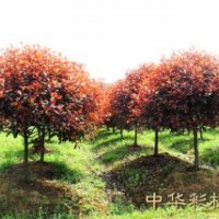 紅葉石楠