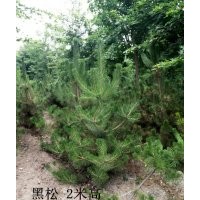山東淄博2米黑松