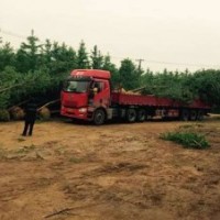 苗圃供應(yīng)1-50公分嫁接、直生銀杏