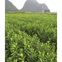大量提供酸柑苗羅漢松苗，茶花