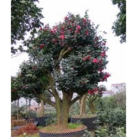 茶花大樹 油茶嫁接全國承接