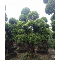四川貴州地區(qū)小葉榕樁頭批發(fā)市場/永秀榕樹樁頭基地2016批發(fā)價格