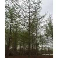三龍銀杏苗圃場，四季綠化銀杏園林有限公司，誠信銀杏樹價格
