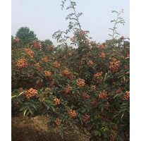 獅子頭花椒樹苗，顆粒大，高產