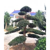 供應(yīng)香樟，桂花，廣玉蘭，羅漢松，樂昌含笑，紅花繼木，紅葉石楠